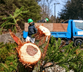 樹木伐採